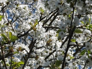 Alison Gracie; White Blossom 2 Alison Gracie, 2017, Original Photography Digital, 10 x 8 inches. Artwork description: 241 White Blossoming tree. Close up of flowers. ...