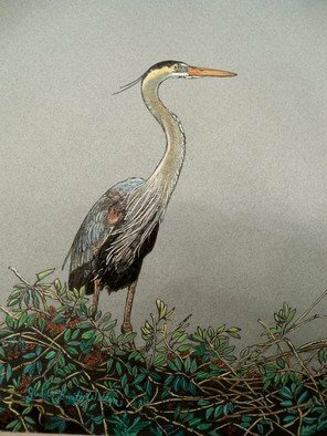 Judith Smith Wilson; Magnificient Blue Heron, 2010, Original Watercolor,   inches. Artwork description: 241  Blue Heron waiting on nest for his mate.  ...