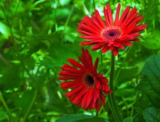 William Brelsford; Red Gerberas, 2010, Original Photography Color, 10 x 8 inches. Artwork description: 241  flower, flowers, floral, gerbera, nature, garden, leaves, leaf, spring, summer, ...