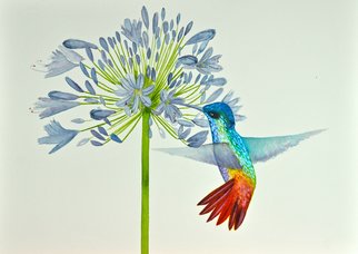 Carolyn Judge; Hummingbird And Agapanthus, 2019, Original Watercolor, 36 x 26 cm. Artwork description: 241 What a beautiful iridescent hummingbird this is, happily checking out the Agapanthus. ...