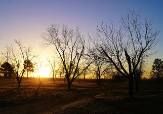 Celeste Mccullough; Morning Glow, 2017, Original Photography Color, 16 x 20 inches. Artwork description: 241 Trees silhouetted by the rising sun. ...