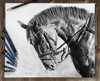 Chelsea Noyon; Patience, 2020, Original Drawing Graphite, 17 x 14 inches. Artwork description: 241 Detailed and realistic graphite pencil drawing on smooth bristol board. ...