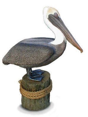 Chris Dixon; Lifesize Brown Pelican Statue, 2013, Original Sculpture Mixed, 30 x 41 inches. Artwork description: 241   1. 3a Life Size BROWN PELICAN Sculpture, limited ed. / 1500, over 30 X 41 inches tall 21/2 x31/2 feet! Awesome Super realistic Life- size Brown Pelican wildlife art sculpture, limited edition of only 1500. Pelicans are also available as the lifesize White Pelican. This shorebird is suitable ...
