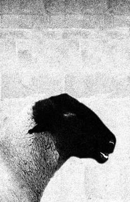 Christy Park; Black Sheep, 2014, Original Photography Mixed Media, 13 x 19 inches. Artwork description: 241            photograph, digital manipulation and print                                             ...