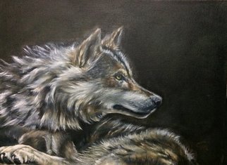 Colin Mark Mowat; Grey Wolf, 2019, Original Painting Oil, 8 x 10 inches. Artwork description: 241 Painting of a grey wolf from a local wildlife park in scotland. ...