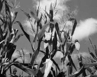 Debra Ann Reilly; Farm Plants, 2005, Original Photography Black and White, 10 x 8 inches. Artwork description: 241 Beautiful corn field.  .  .  TO CONTACT Debra Ann Reilly via tel: 917- 912- 8159 All art works and designs in Debra Ann Reilly' s portfolio are the sole property of Debra Ann Reilly and the works and designs are protected under US copyright law by Copyright (c) from 1980 ...