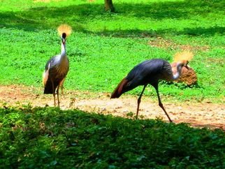 Oleti Joseph Andima; AFRICAN CRESTED CRANES, 2012, Original Photography Color,   inches. 