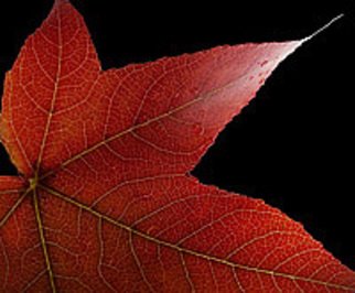Eric Wiles; Fall Colours, 2010, Original Photography Color,   inches. Artwork description: 241  The Fall Colours of tree leaves ...
