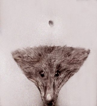 Itzhak Ben Arieh; THE FOX, 2010, Original Photography Other, 20 x 30 cm. Artwork description: 241             FANTASTIC PHOTOGRAPHY            ...