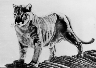 Bob Filbey; Sentinel, 1988, Original Printmaking Lithography, 26 x 19 inches. Artwork description: 241  mountain lion cougar panther rock  ...