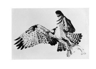 Bob Filbey; The Catch, 1988, Original Printmaking Lithography, 26 x 19 inches. Artwork description: 241  flying osprey trout ...