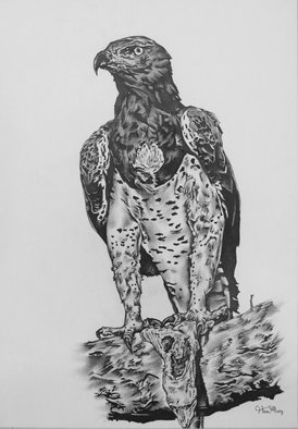 Hiten Mistry; Eagles End, 2015, Original Drawing Other, 30 x 25 cm. Artwork description: 241     art, eagles end, eagle, eagles, animals, wildlife, eagle drawings, birds, eagle paintings, feathers, lizard, black and white eagle drawing, black and white drawing, claws, hiten mistry    ...