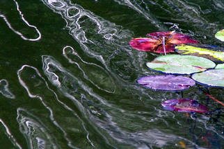 James Parker; Lake Lillies And Ripples, 2003, Original Photography Color, 9 x 7 inches. Artwork description: 241 A very pleasing photograph of sunlight ripple reflections and some brightly colored lake lillies. Taken recently at Lake Hope in southeastern Ohio. ...