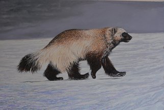 Jeff Cain; Kamchatka Winter Wolverine, 2015, Original Painting Other, 76 x 56 cm. Artwork description: 241   Adult male wolverine ( Gulo g gulo) on tundra ice on Kronotsky Reserve, Kamchatka  ...