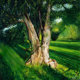 Joseph Coban; Arboretum Magnificent Tree, 2009, Original Painting Oil, 24 x 24 inches. Artwork description: 241  Wonderful tree in the morning, Arboretum Ottawa    ...