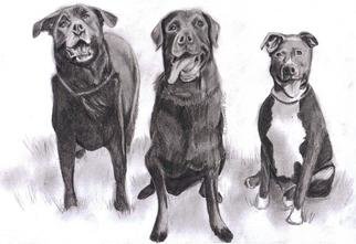 Jodie Hammonds; 3 Doggies, 2012, Original Drawing Pencil, 8 x 10 inches. Artwork description: 241  3 doggies             ...