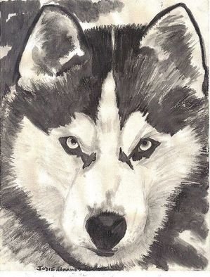 Jodie Hammonds; Husky, 2011, Original Drawing Charcoal, 8 x 10 inches. Artwork description: 241  Graphite of Husky  ...