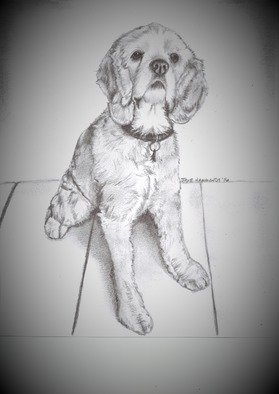 Jodie Hammonds; Beloved Rescue, 2016, Original Drawing Graphite, 8 x 10 inches. Artwork description: 241 Cocker Spaniel, rescue dog...