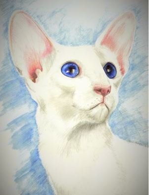 Jodie Hammonds; Grand Champion Blanca, 2016, Original Drawing Pencil, 8 x 10 inches. Artwork description: 241 Cat, Blue eyes...