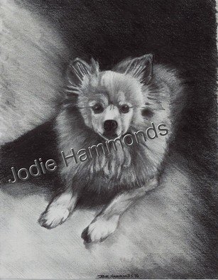 Jodie Hammonds; Memorial Pomeranian, 2016, Original Drawing Charcoal, 8 x 10 inches. Artwork description: 241 Pomeranian, dog...