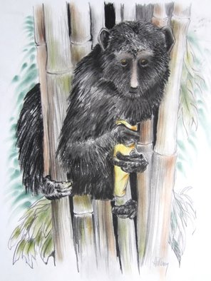 Ken Hillberry; Aye Aye, 2014, Original Drawing Other, 18 x 24 inches. Artwork description: 241  The Aye Aye is a mammal, unusual primate. . . large eyes, big bat- like ears, long thin fingers and it's face is much lighter flesh tone. Their eyes are distinguishable being yellowish- orange in color. The 4 lb. adult prefers a habitat with forest mangroves and bamboo ...