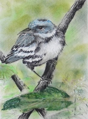 Ken Hillberry; Cerulean Warbler, 2013, Original Drawing Pencil, 5 x 8 inches. Artwork description: 241    native birds                            ...