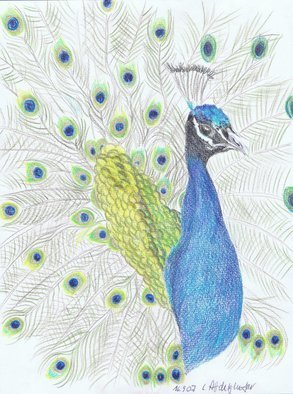 Claudia Luethi Alias Abdelghafar; A Wonderful Proud Peacock, 2007, Original Drawing Other, 210 x 297 mm. Artwork description: 241 A wonderful proud peacock Drawing with colored pencil on paper DIN A4...