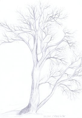 Claudia Luethi Alias Abdelghafar; Willow Tree, 2003, Original Drawing Other, 297 x 420 mm. Artwork description: 241 Willow tree studyDrawing with pencil on DIN A3 paper...