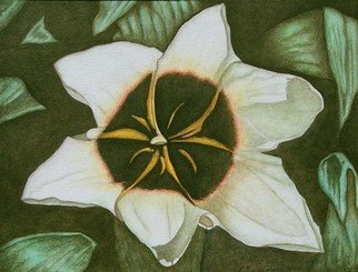 Peggy Thomas Cacalano; Star Magnolia, 2010, Original Giclee Reproduction, 14 x 11 inches. Artwork description: 241  painting, acrylic, canvas, floral, magnolia, original, art, green, white ...