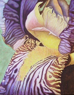 Peggy Thomas Cacalano; Striped Glory, 2010, Original Giclee Reproduction, 16 x 20 inches. Artwork description: 241 painting, acrylic, canvas, floral, iris, original, art, green, purple...
