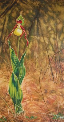 Lisa Pagnutti; Cypripedium, 2015, Original Painting Tempera, 35 x 65 cm. Artwork description: 241  Look at the beauty inside little things.The original flower is very small. ...