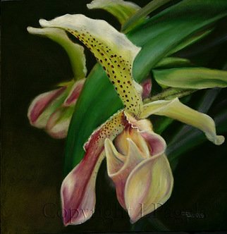 Laurie Pagels; Lovers Entwined, 2010, Original Painting Oil, 12 x 12 inches. Artwork description: 241  oil painting on board, Paphiopedilum Orchid,Orchids, pink, green, white,  ...