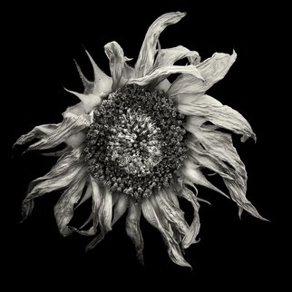 Jaromir Hron; Sunset, 2011, Original Photography Black and White, 600 x 600 mm. Artwork description: 241     monochrome, nature detail, botany, flowers, sunflower, b& w ...