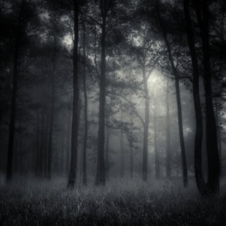 Jaromir Hron; Deep Forest, 2010, Original Photography Black and White, 600 x 600 mm. Artwork description: 241  forest, autumn, mist, monochrome, melancholy, b& w ...