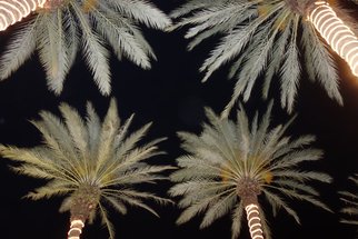 Marcia Treiger; Palms With Personality, 2014, Original Photography Color, 17 x 22 inches. Artwork description: 241  art investment, art masters, art trends, collectible art, art investments, contemporary art, gallery, art for sale, limited edition art, limited edition prints, buy prints, buy art, art, online art, galleries, art trends, american artists, online art gallery, wall art, art pictures, contemporary art, home decor, collectible art , ...