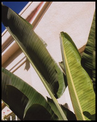 Marcia Treiger; Palms With Personality, 2014, Original Photography Color, 17 x 22 inches. Artwork description: 241   Since moving to Florida, I have a fascination with palms, palm fronds, and plant life that is so green and verdant. The tropical and unusual shape of all palms trees color are calming and reminiscent of vacation times. Many in this series were shot at night, and ...
