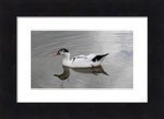 Mary Goodreau; Black And White Duck In A Pond, 2014, Original Digital Art, 22.2 x 16.4 inches. Artwork description: 241  A black and white duck in a pond. What a beautiful bird.  ...