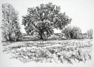 Maxine Cameron; Holding The Ground, 2023, Original Drawing Graphite, 14 x 10 inches. Artwork description: 241 A maturing oak keeps watch on the horizon...