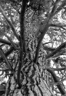 Michael Easton; Ponderosa Pine 2, 2004, Original Photography Black and White, 32 x 42 inches. 