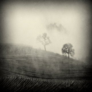 Michael Regnier; 2 Trees In The Fog, 2010, Original Photography Color, 20 x 20 inches. Artwork description: 241  vineyard, vineyards, fog, trees   ...