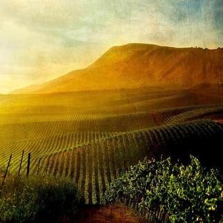 Michael Regnier; Camelot Vineyard, 2010, Original Photography Color, 20 x 20 inches. Artwork description: 241   vineyard, vineyards, fog, trees  vineyard, vineyards, sunset  ...