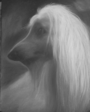 Adrian Pickett; Afghan Hound, 2007, Original Drawing Charcoal, 20 x 26 inches. Artwork description: 241  original portrait done in charcoal on paper ...