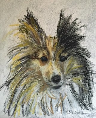 Christine Morris; Sweet Sheltie, 2015, Original Painting Acrylic, 9 x 11 inches. Artwork description: 241  dog, pet, portrait, pastel, white, brown, cute, fluffy, sheltie, puppy, sheepdog, small ...