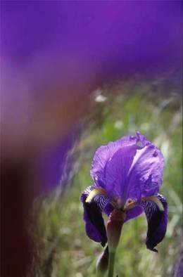 Nikica Cvrljak; Purple Flower, 2005, Original Photography Color, 35 x 50 cm. Artwork description: 241 From the series of photos focused on flowers. ...