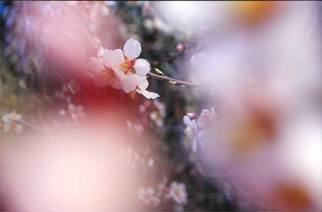 Nikica Cvrljak; White And Pink Flower, 2006, Original Photography Color, 50 x 35 cm. Artwork description: 241 From the series of photos focused on flowers. ...