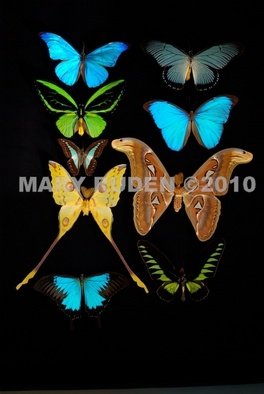 Mary Ruden; Dura, 2010, Original Photography Color, 16 x 20 inches. Artwork description: 241   Photo of actual  butterflies. Photos can be made any size, on many types of surfaces: vinyl, papers, backlit film.  ...