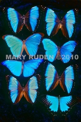 Mary Ruden; Morphos, 2010, Original Photography Color, 16 x 20 inches. Artwork description: 241  Photo of actual Morpho butterflies. Photos can be made any size, on many types of surfaces: vinyl, papers, backlit film. ...