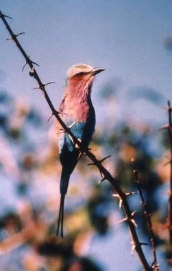 Paula Durbin, 'Lilac Breasted Roller', 2001, original Photography Color, 11 x 14  inches. Artwork description: 1911 A Fresson print. Zambia.  This LBR sat on the branch and turned towards us for over 15 minutes. May be printed in other sizes and processes....