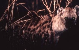 Paula Durbin, 'Night Hyena', 2001, original Photography Color, 14 x 11  inches. Artwork description: 1911 A Fresson print. Zambia. May be printed in other sizes and processes....