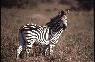Paula Durbin, 'Zebra Looking', 2001, original Photography Color, 14 x 11  inches. Artwork description: 1911 A Fresson print.  Taken in Zambia. May be printed in other sizes and processes....